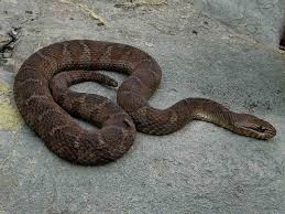Maybe you would like to learn more about one of these? Wisconsin Snakes Pictures And Identification Help