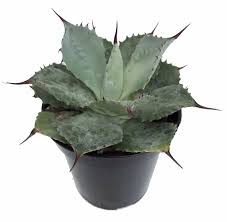 100% premium blue agave from mexico. Tequila Blue Agave Cactus 4 Pot Easy To Grow Walmart Com Walmart Com