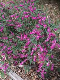 Image result for Indigofera oxalidea