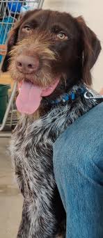 Adopt a dog or adopt a cat and you'll have a friend for life. Pack N Pounce Animal Rescue Home Facebook