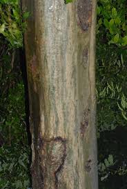 Image result for Sterculia appendiculata