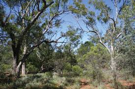 Image result for Eriochloa fatmensis