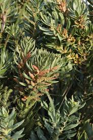 Image result for Myrica chimanimaniana