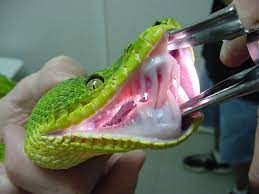 Maybe you would like to learn more about one of these? Emerald Tree Boa Coniferous Forest