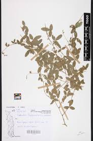 Image result for Ophrestia