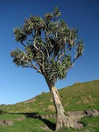 Image result for Cnestis polyphylla