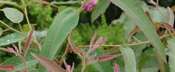 Image result for Eucalyptus citriodora