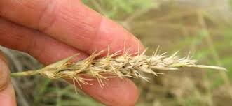 Image result for Elytrophorus spicatus