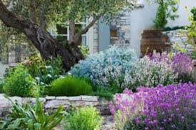 Garden Ideas Landscaping Ideas Artemisia Powis Castle Santonina Pinnata Subs Neapolitana Cistus Pu Mediterranean Garden Mediterranean Landscaping Plants