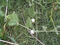 Image result for Convolvulus farinosus