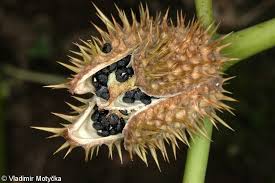 Image result for durman obecný plod