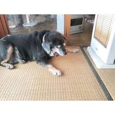 あくび 朝の定位置 犬 さくら店長 animals dogs