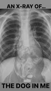 Dawg in Me X Ray | TikTok