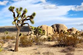 We did not find results for: Joshua Tree Hd Wallpapers Tag Wallpaper Flare