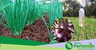 Cara tanam bawang putih yang simpel serta masa tanam bawang putih yang singkat, membuat praktik ini sangat masuk akal jika dilakukan di rumah. Cara Membasmi Hama Menggunakan Kapur Barus Pada Tanaman Bawang Merah