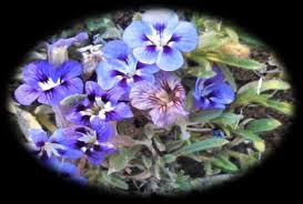 Image result for Aptosimum albomarginatum