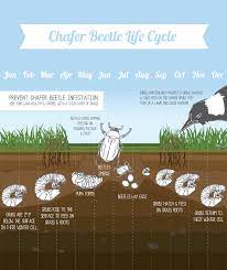 Chafer Grubs Their Lifecycle And When To Treat Them With Nematodes Nematodes Direct Gardening Blog