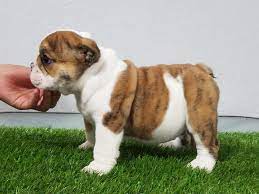 English bulldog puppies for sale in texas facebook. English Bulldog Texas Home Facebook