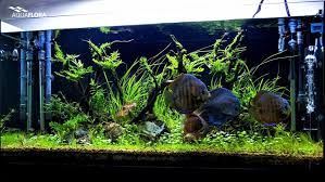 400 Liter Discus Tank By Filipe With Red Alenquer Discus And A Minimalist Design Plants Used In This Layout B Planted Aquarium Aquascape Freshwater Aquarium