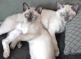 The burmese is a cat of medium size with substantial bone structure, good muscular development, and a surprising weight for their size. Burmese Cat Info Personality Kittens Pictures