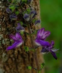 Image result for Equilabium