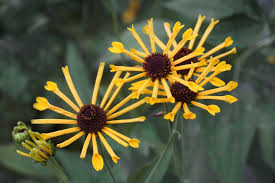 Image result for Centema subfusca