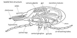 There is a printable worksheet available for download here so you can take the quiz with pen and paper. Tick Anatomy