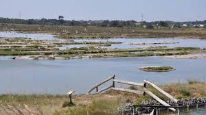 Vendee Chasse Aux Gibiers D Eau Les Reactions La Roche Sur Yon Maville Com