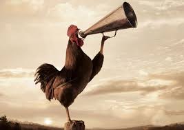 Resultado de imagem para galo cantando de madrugada