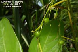 Image result for Sarcophrynium brachystachyum