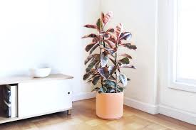 Care is similar to other rubber plants, but the variegation requires more light than the 'burgundy. Pink Rubber Tree In 2021 House Plants Indoor Plant Decor Indoor Rubber Tree
