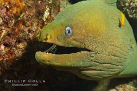 Underwater Photo Moray Eel Marine Life Underwater