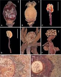 Image result for Uapaca nitida