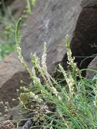 Image result for Hebenstretia