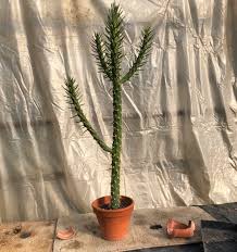 Image result for Austrocylindropuntia