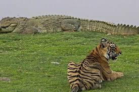Bengal Tiger's Battle Against Other Animals