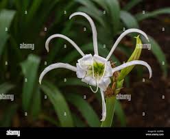 Image result for Ismene narcissiflora