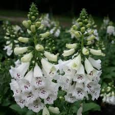 Image result for Digitalis purpurea