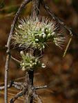 Image result for Combretum mkuzense