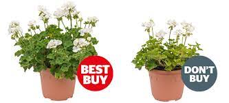 Maybe you would like to learn more about one of these? Best Controlled Release Fertilisers Which