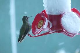 Best Ways To Attract And Feed Winter Hummingbirds