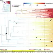 Image result for Kylicanthe rohrii
