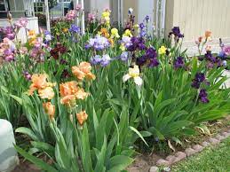 Cherry Trees Landscaping With Rocks Plants Garden Inspiration