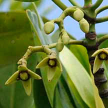 Image result for Rhizophora mucronata