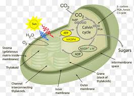 Check spelling or type a new query. Cellular Respiration Png Images Pngegg
