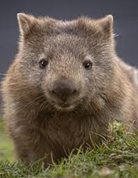 Image result for Common wombat