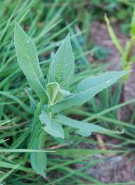 Image result for Guizotia scabra