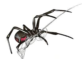Then, draw a curved line on each side of the fangs to outline the head. Big Black Widow Spider Drawing Free Image Download