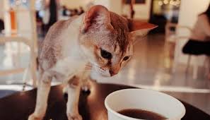 Adopting cats from our cafe opens up space to rescue more cats. 10 Cafes Near Masjid Sultan To Enjoy Coffee In Singapore