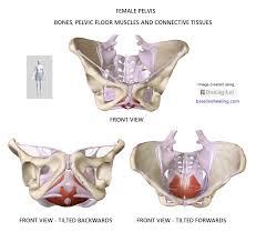 It provides attachment to some important muscles in the region, and forms a cavity which. Pelvis Anatomy Images Pelvic Floor Muscles Connective Tissues Bones